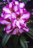 Image Rhododendron 'Grandma's Hat'