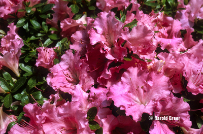 Azalea 'Gumpo Pink'