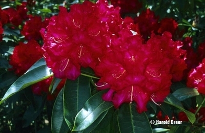Image Rhododendron 'Halfdan Lem'