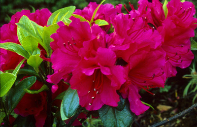 Image Azalea 'Hexe'