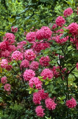 Image Azalea 'Homebush'