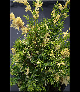 Image Juniperus chinensis 'Variegated Kaizuka'
