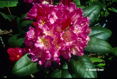 Image Rhododendron 'Kalinka'