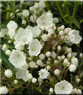 Image Kalmia latifolia 'Elf'