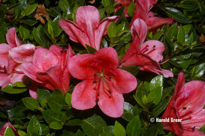 Image Azalea 'Kazan'