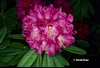 Image Rhododendron 'Lee's Scarlet'