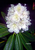 Image Rhododendron 'Loder's White'