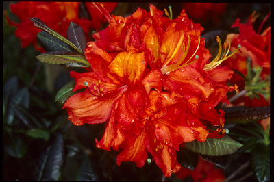 Image Azalea 'Mary Poppins'