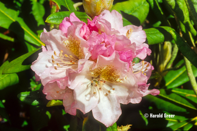 Image Rhododendron 'Mikkeli'