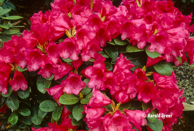 Image Rhododendron 'Molly Ann'