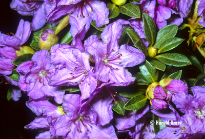 Image Rhododendron 'Mother Greer'