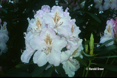 Image Rhododendron 'Mrs. Charles E. Pearson'