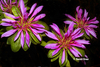 Image Azalea 'Nuccio's Purple Dragon'