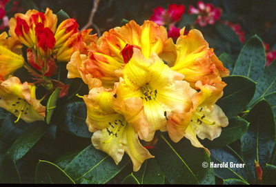 Image Rhododendron 'Odee Wright'