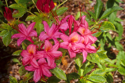 Image Azalea 'Weston's Parade'