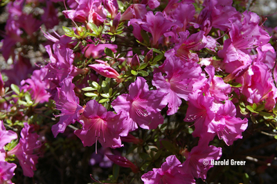 Image Azalea 'Pearl Bradford'