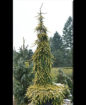 Image Picea abies 'Gold Drift'