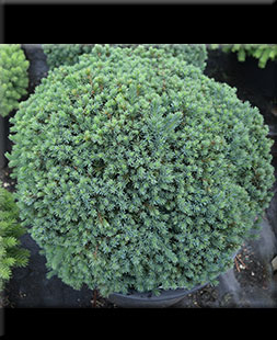 Image Picea glauca 'Echiniformis'