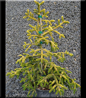 Image Picea orientalis 'Skylands'