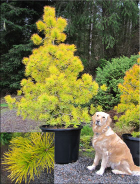 Image Pinus contorta var. latifolia 'Chief Joseph'