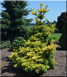 Image Pinus parviflora 'Goldylocks'