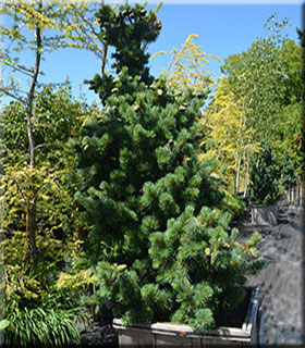 Image Pinus parviflora 'Aoi'