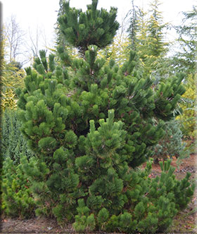 Image Pinus thunbergii 'Thunderhead'