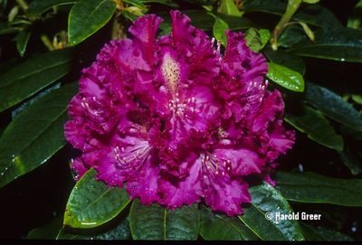 Image Rhododendron 'Purple Lace'