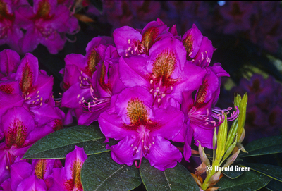 Image Rhododendron 'Red Eye'