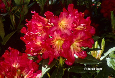 Image Rhododendron 'Red Gold'