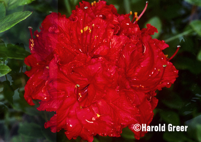 Image Azalea 'Red Sunset'