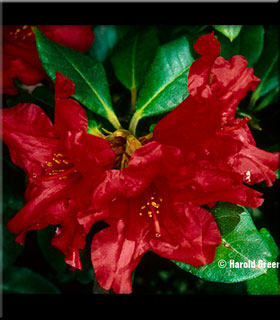 Image Rhododendron 'Baden Baden'