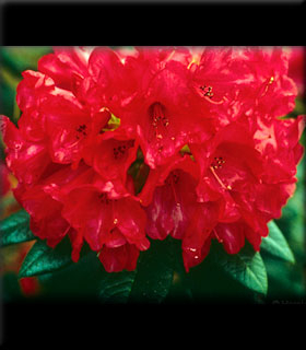 Image Rhododendron 'Belva's Joy'