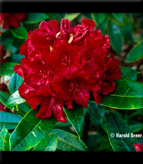 Image Rhododendron 'Black Magic'