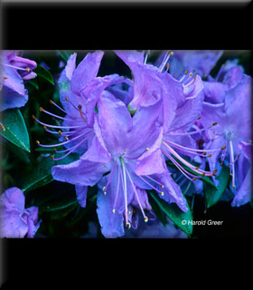 Image Rhododendron 'Blue Diamond'