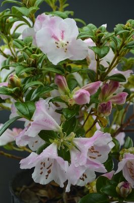 Image Rhododendron 'Cilpinense'