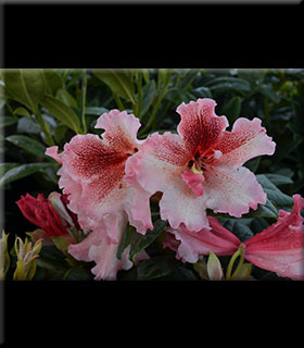 Image Rhododendron 'Cinnamon Flair'