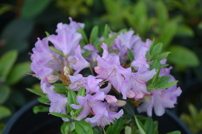 Image Rhododendron 'Ernie Dee'