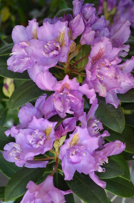 Image Rhododendron 'Fastuosum Flore Pleno'