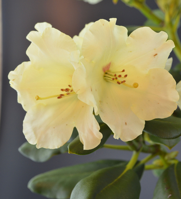 Image Rhododendron 'Flava'