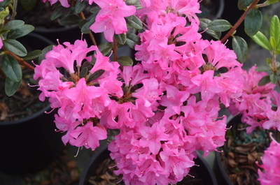 Image Rhododendron 'Hardjizer Beauty'