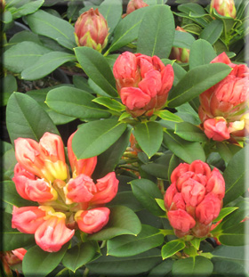 Image Rhododendron 'Honeybutter'