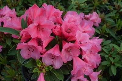 Image Rhododendron 'Kimbeth'