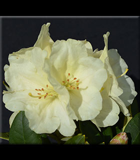 Image Rhododendron 'Lemon Dream'