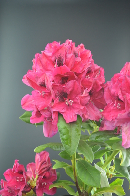 Image Rhododendron 'Lord Roberts'