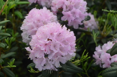 Image Rhododendron 'Manitou'