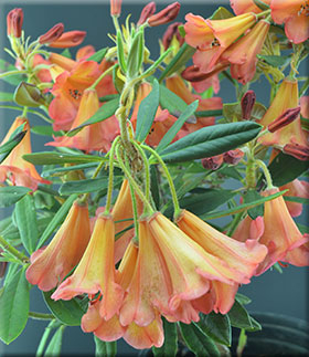 Image Rhododendron 'Medusa'