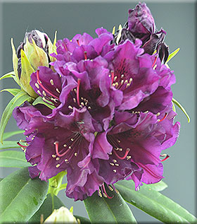 Image Rhododendron 'Polarnacht'