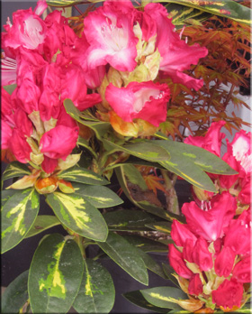 Image Rhododendron 'President Roosevelt'