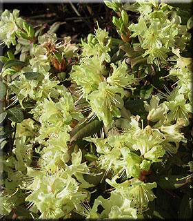 Image Rhododendron 'Shamrock'